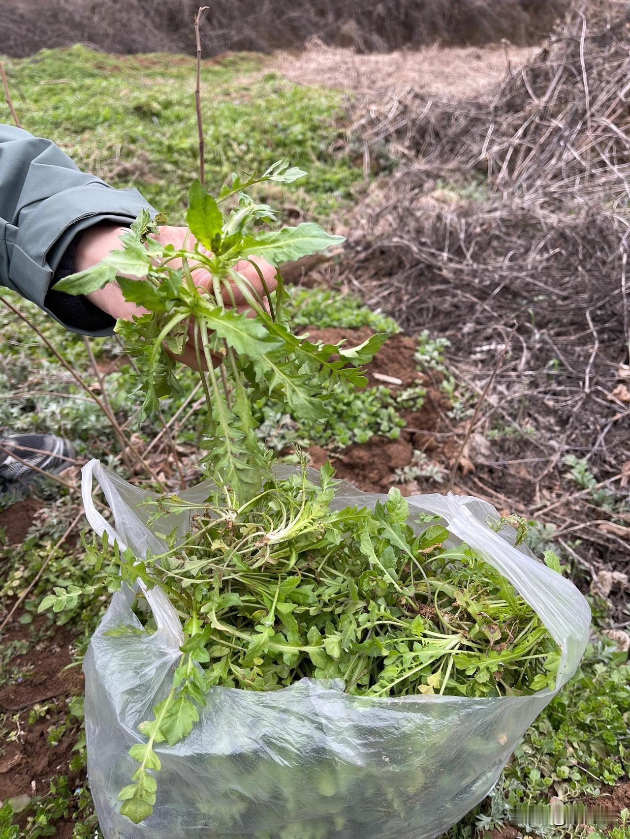 这里的芨芨菜太多、太鲜嫩了。
       今天下午，我们骑自行车到石鼓镇王家河