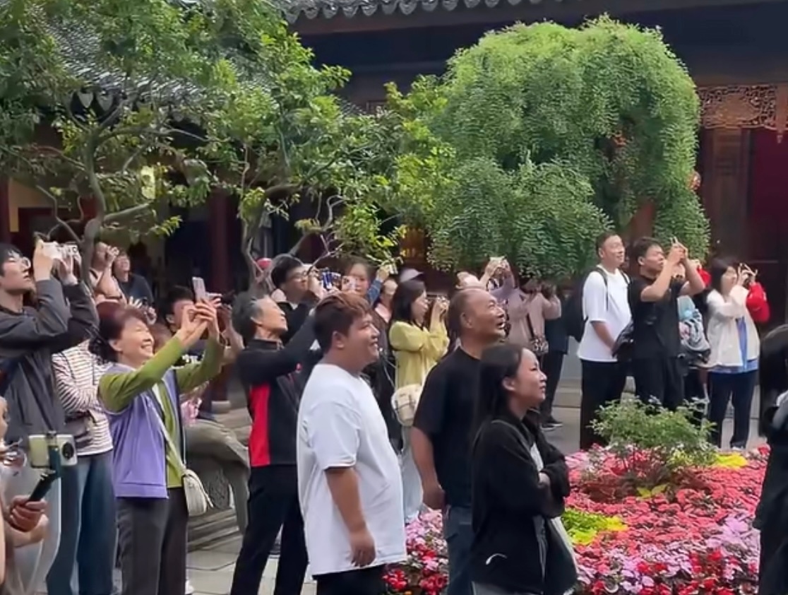 寒山寺猫咪吵架回头全是人猫咪吵架回头全是人哈哈哈哈哈哈 