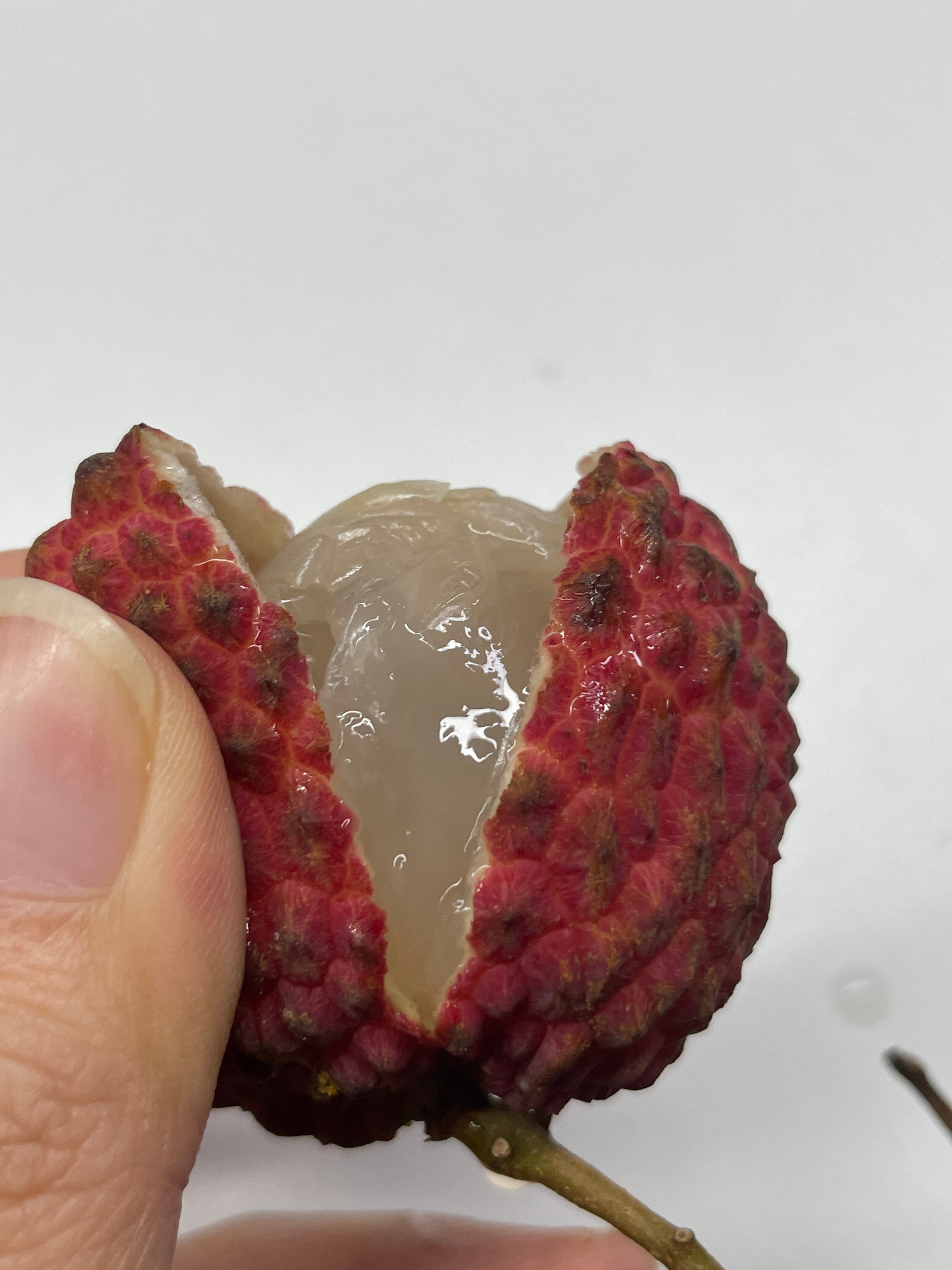 吃上了广东人带来的特产荣基给的正宗增城仙进奉（老树精品） 