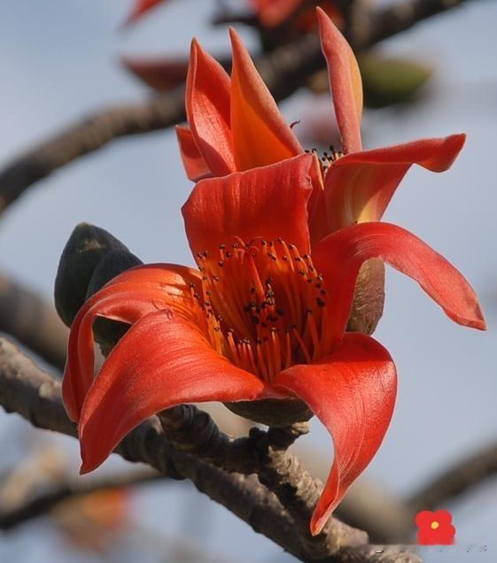 木棉花的象征意义：

木棉花（又称英雄花、红棉）的核心象征意义如下：

 
1.