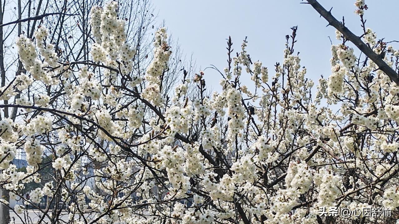 上联：云遮月亮花无影
下联：雾锁山巅树缺形友友请邀对下联 友友请展示下联 友友请