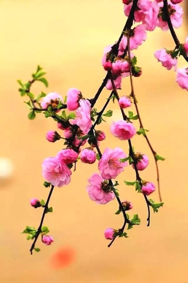 《七律•踏春》
作者：转转看到


半山桃花朵朵艳，
一堤柳绦丝丝软。
蝶穿小径