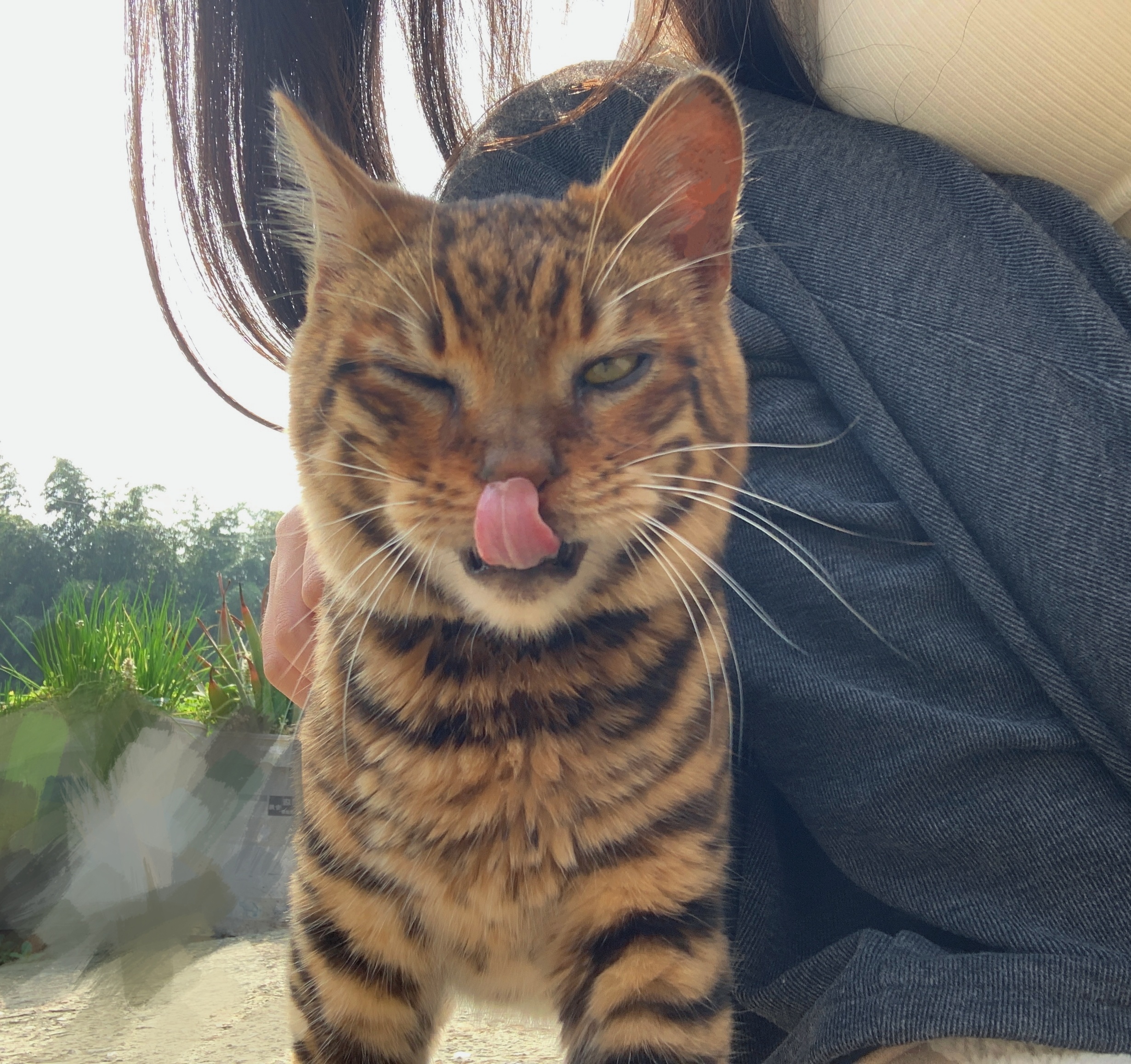 我的小咪它居然不喜欢吃冻干