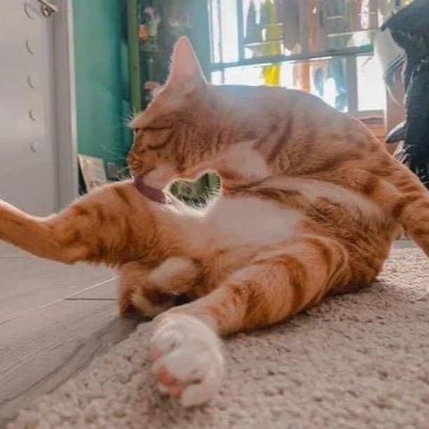 舔个腿也是爱你的形状 ​​​