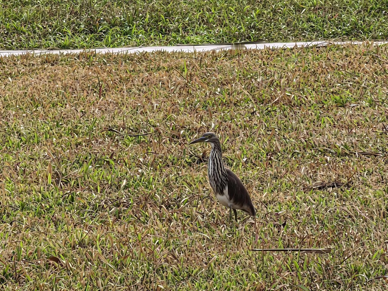 分享一张最近随手拍的照片这只鸟不太怕人，近距离拍摄，它都不慌不忙。