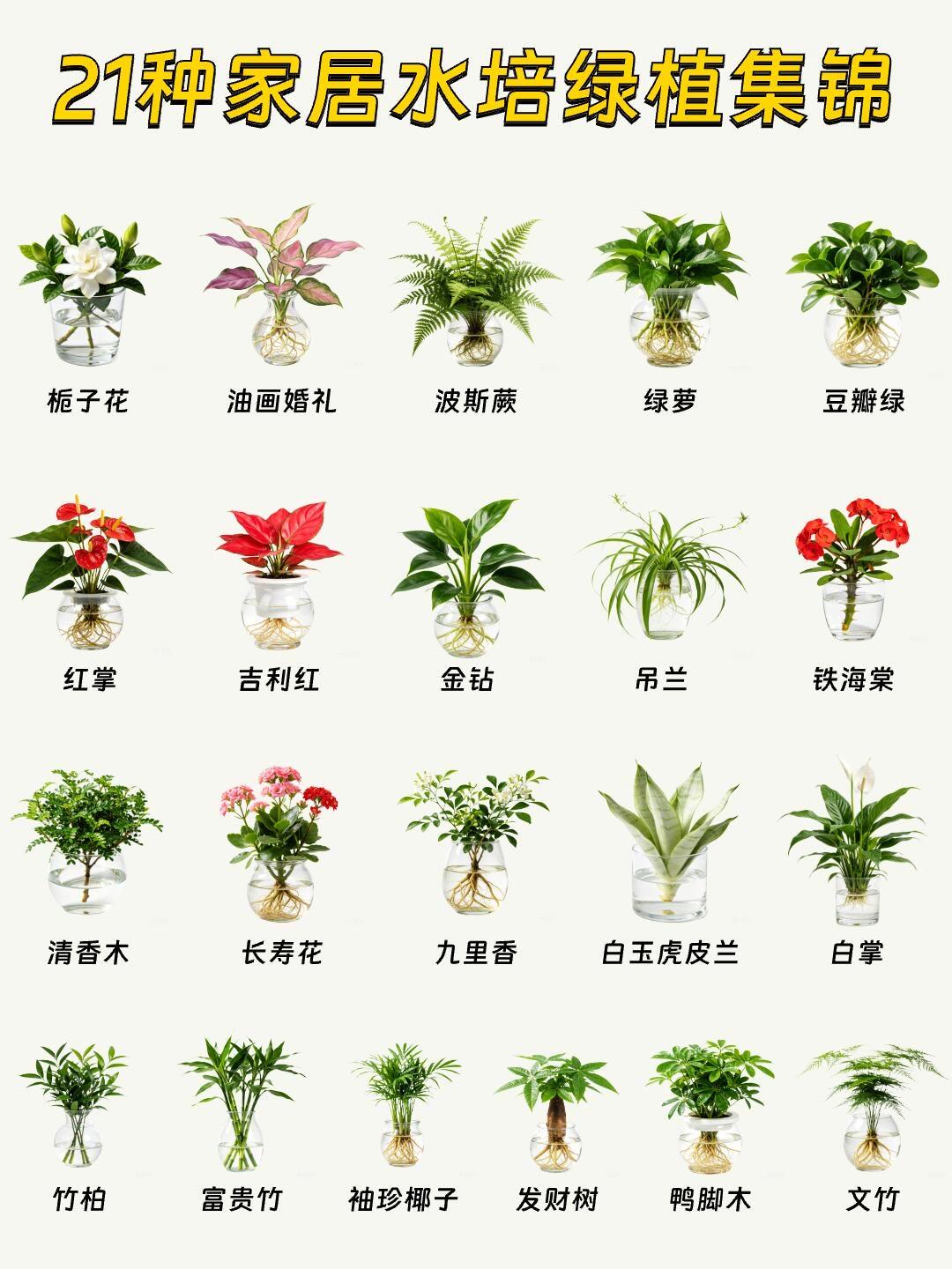 水培爱好者的心头好，21款闭眼入品种全在这里了
 花卉绿植 水培绿植 家居绿植 