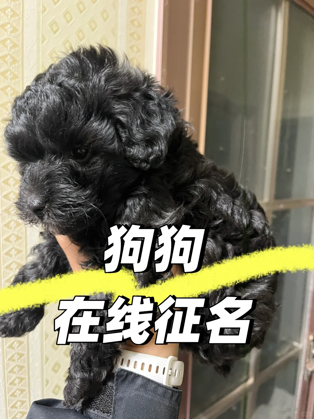 给狗狗征个名字