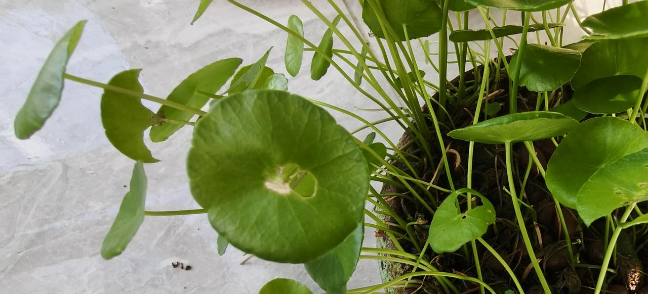 铜钱草捉虫记
    这几日发现铜钱草🌿圆圆的叶子残缺不全，有的只剩茎，把几盆