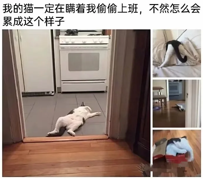 哈哈哈…让人笑到肚子疼的搞笑梗图😂🤣