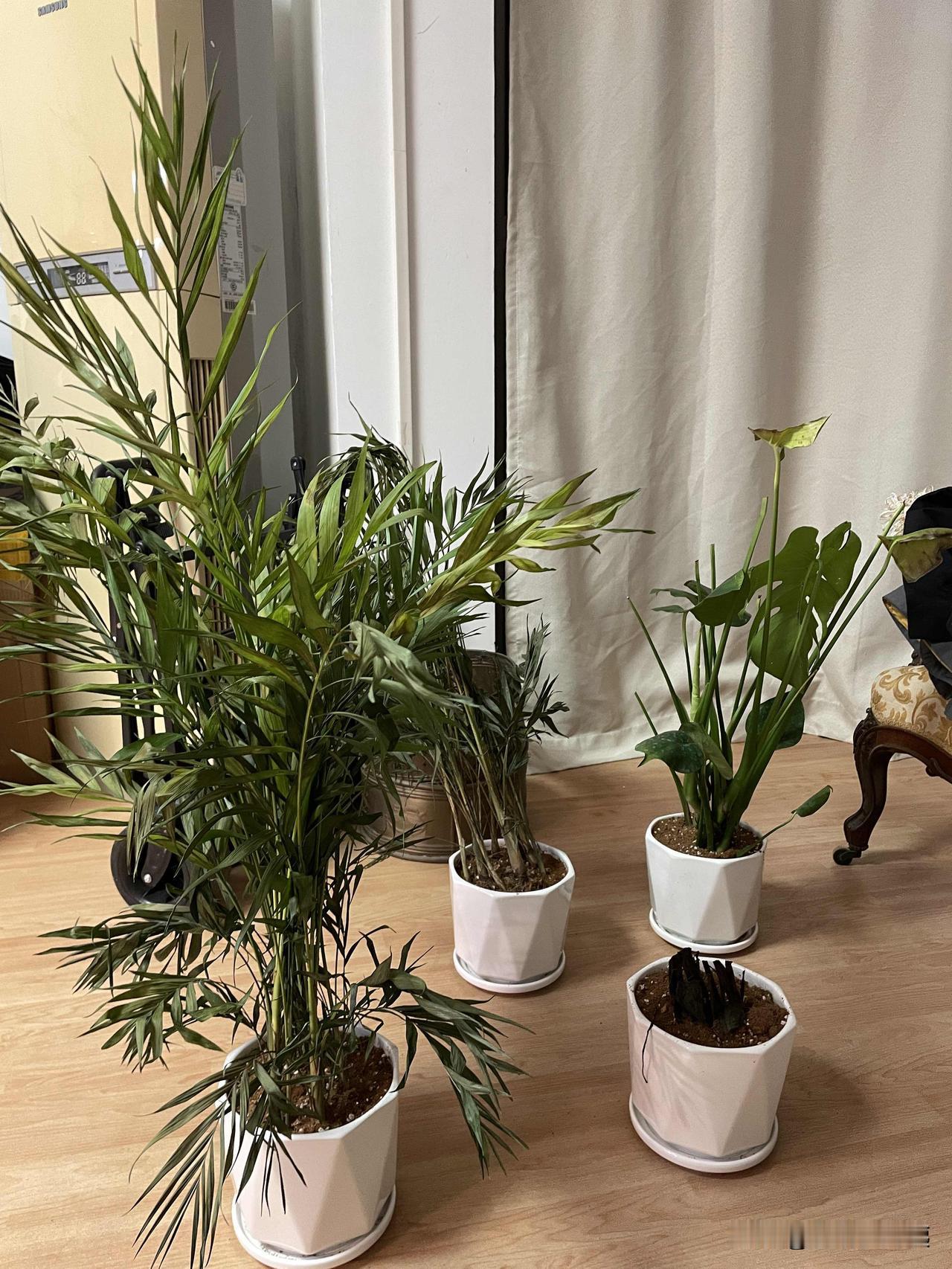 春日生活打卡季家中养几盆绿植，绿油油的生机盎然，仿佛看见了春天。