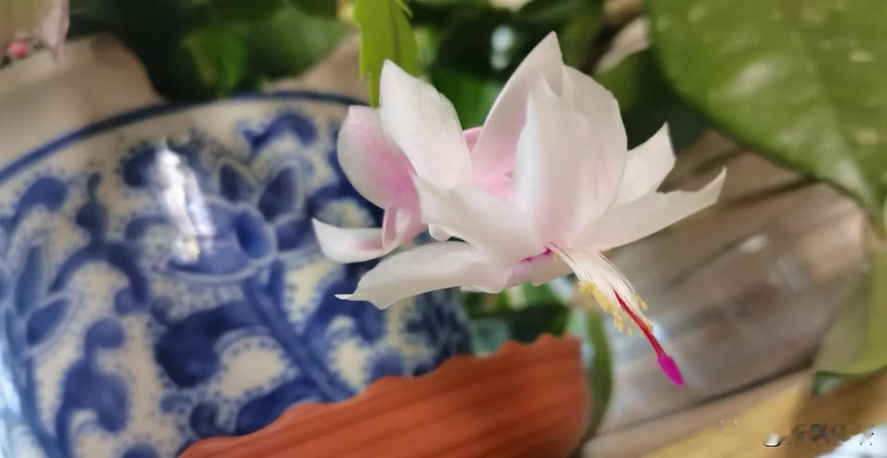 短暂性遗忘！[捂脸]

今天早晨五点多，大龙先生就去帝都开会了。所以我今天一个人