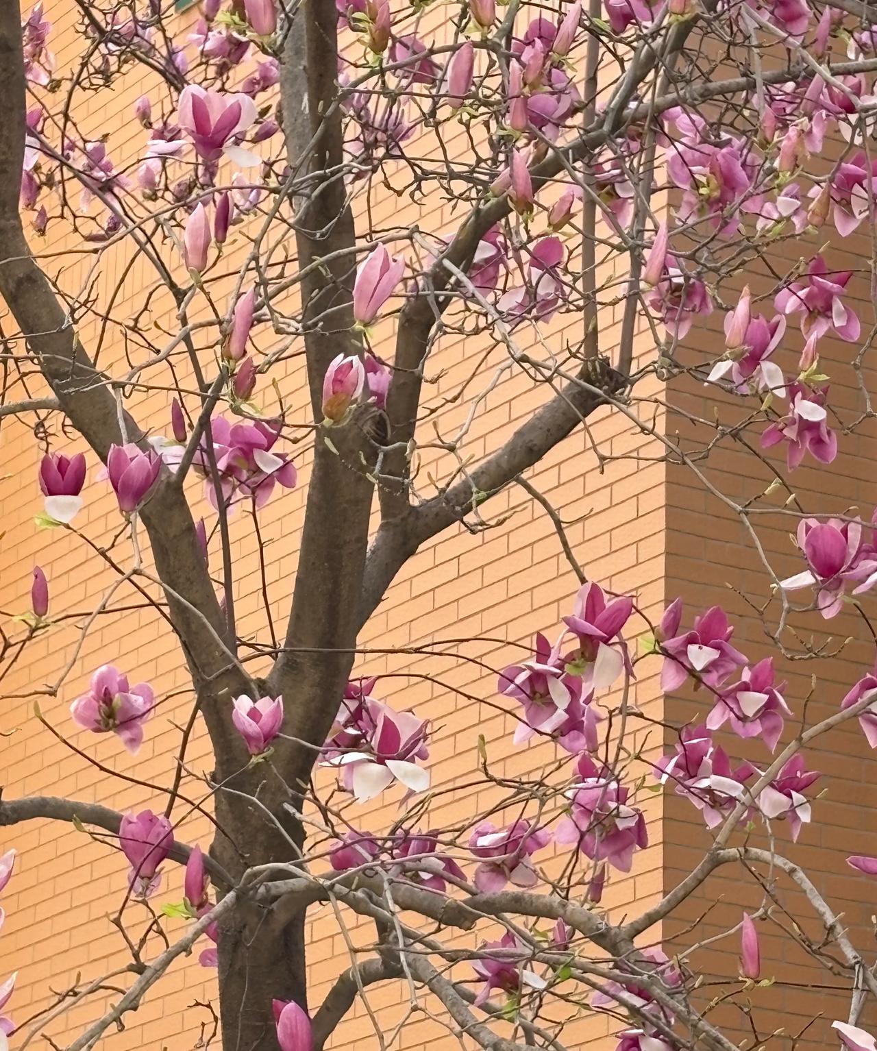 春日生活打卡季