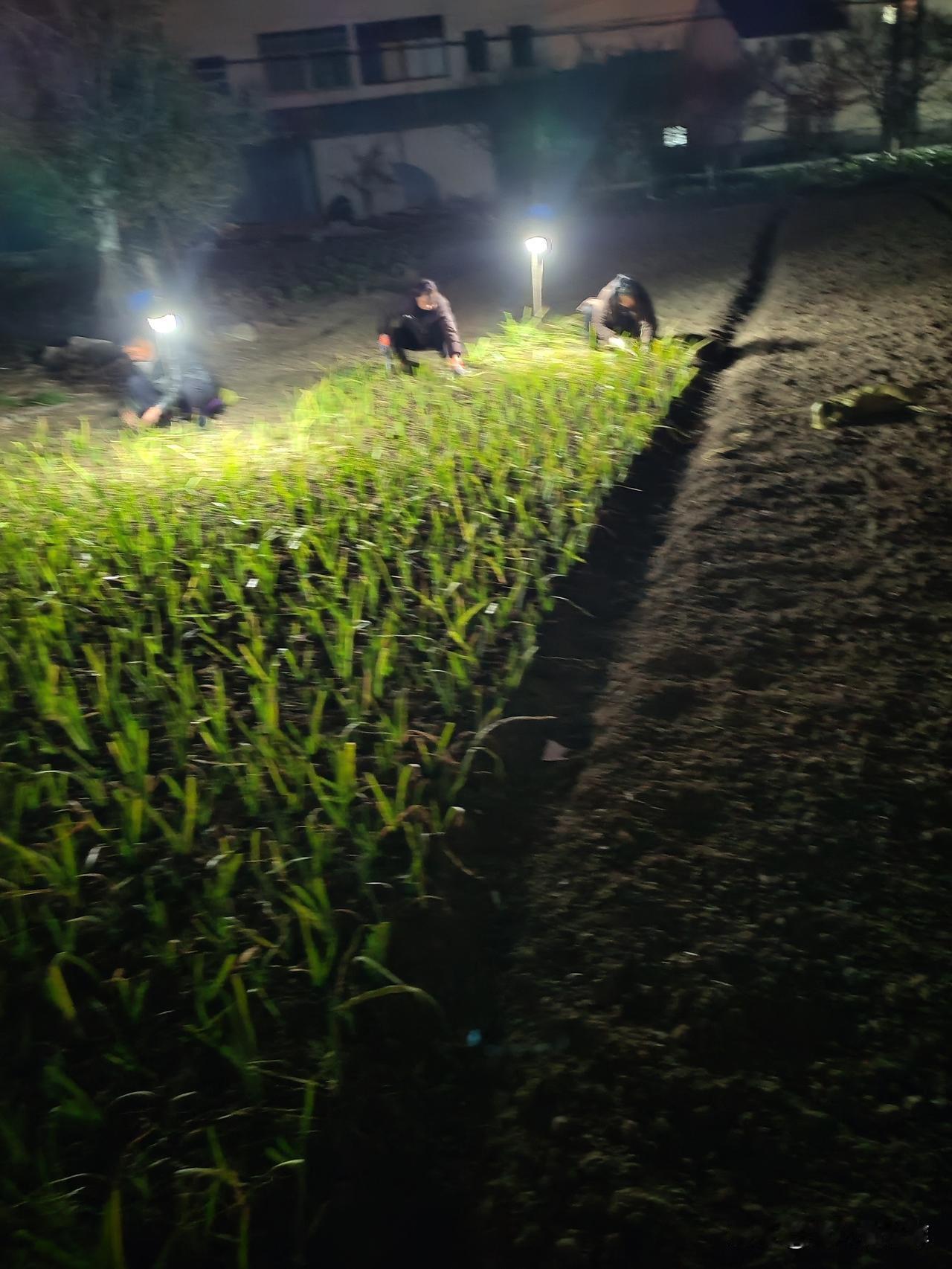 做人，靠谱比什么都重要。
昨天一早，从浙江订购的一车树苗准时到苗木场。新招的十位