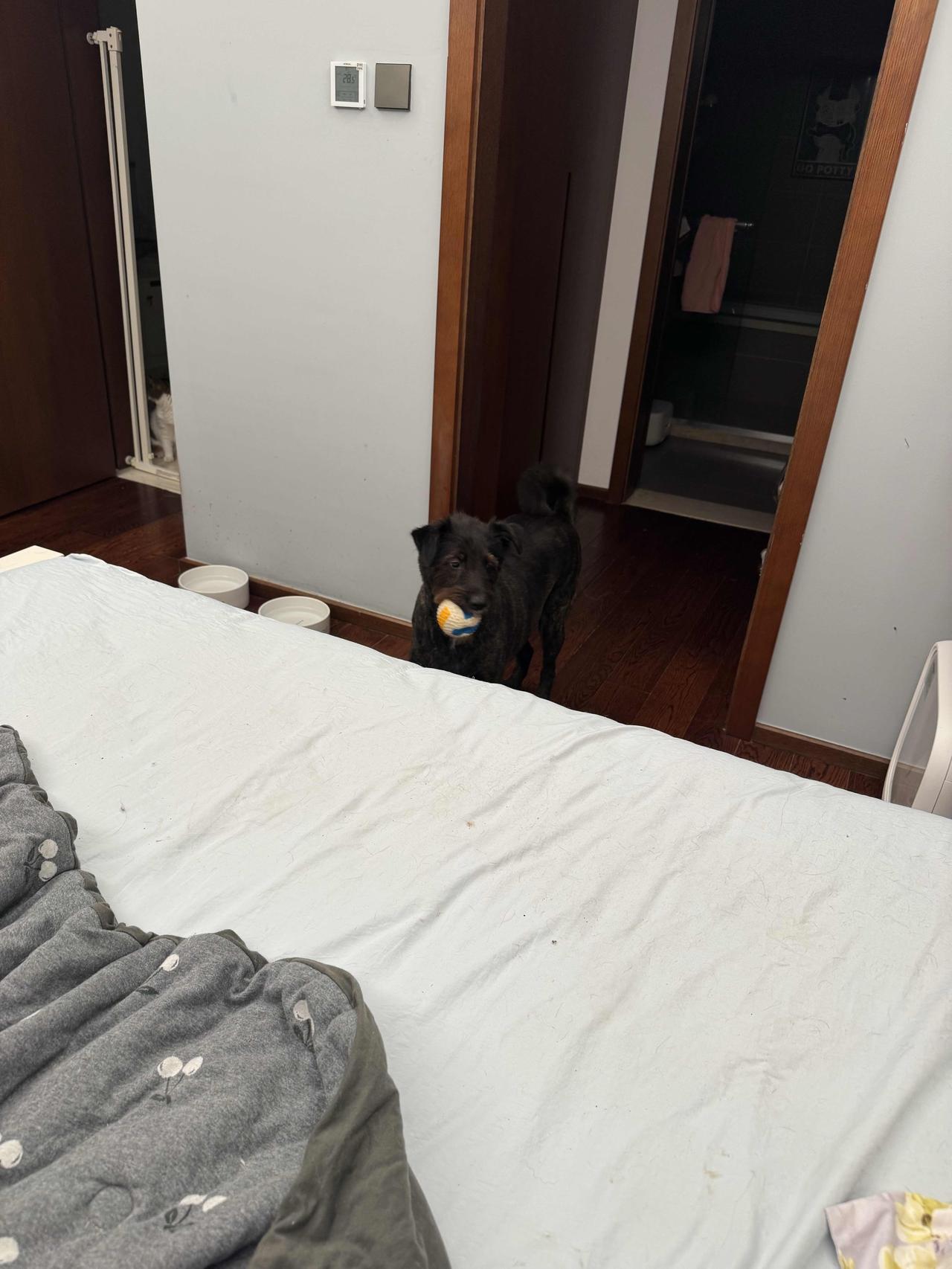 拒绝了小狗的玩球邀约后，它竟然叼着球追到了房间，锲而不舍的再次发出邀请[捂脸]