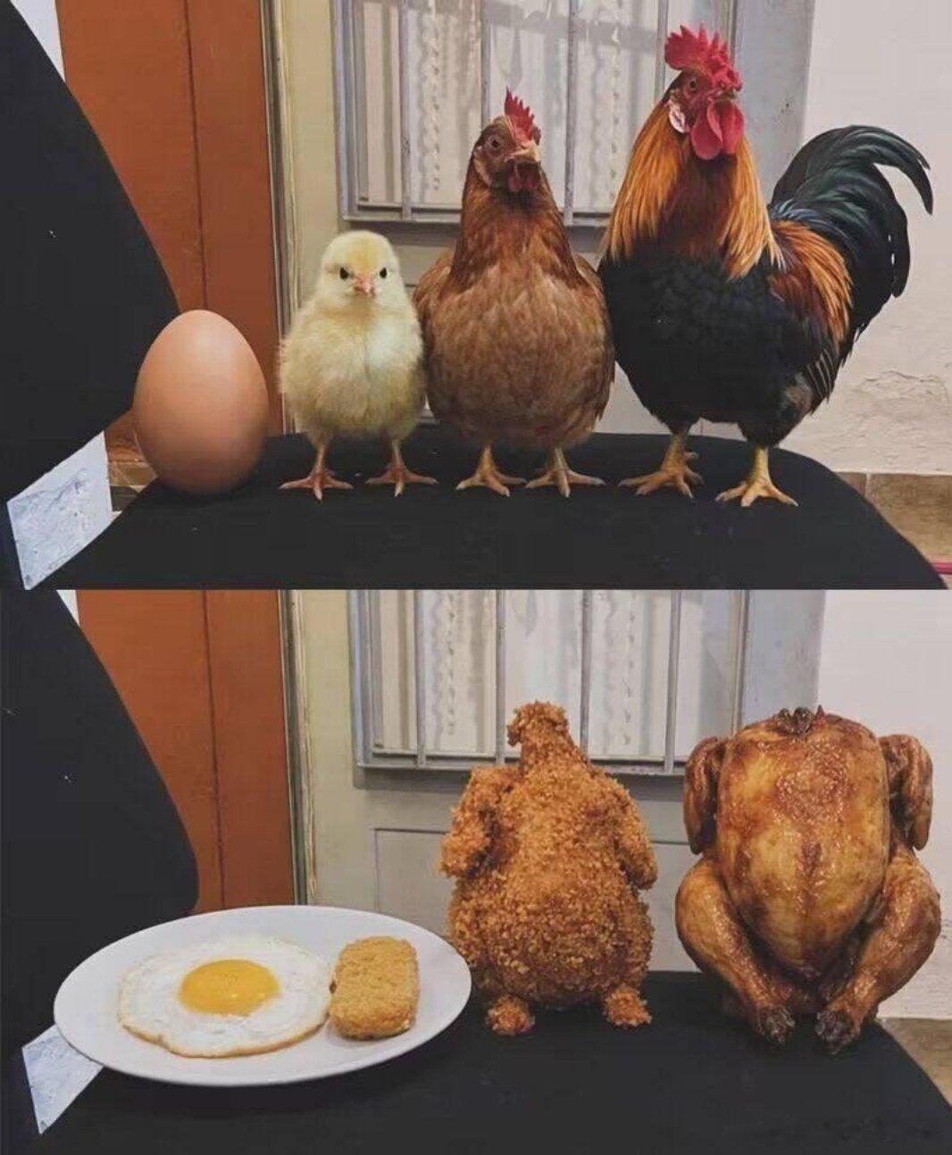 鸡🐔的一生