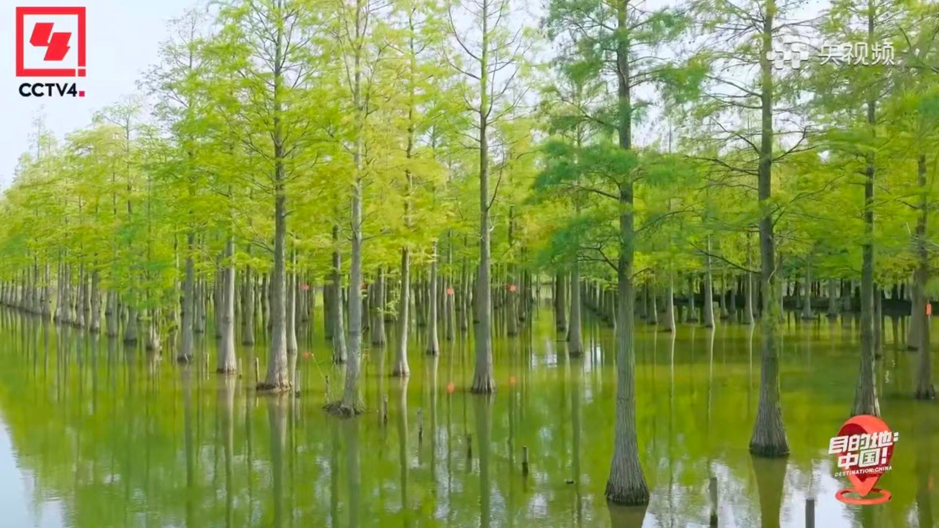 录综艺意外发现存活1亿年的物种 综艺录制现场惊现1亿年物种水杉！曾与恐龙同行，历