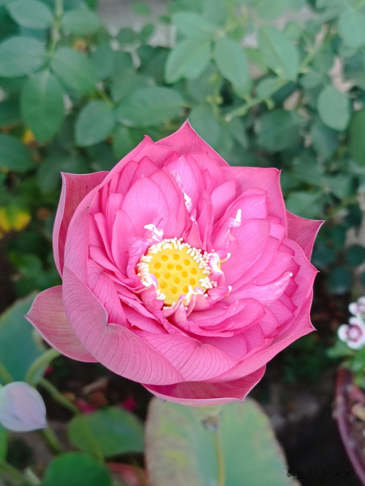分享你随手拍的花
