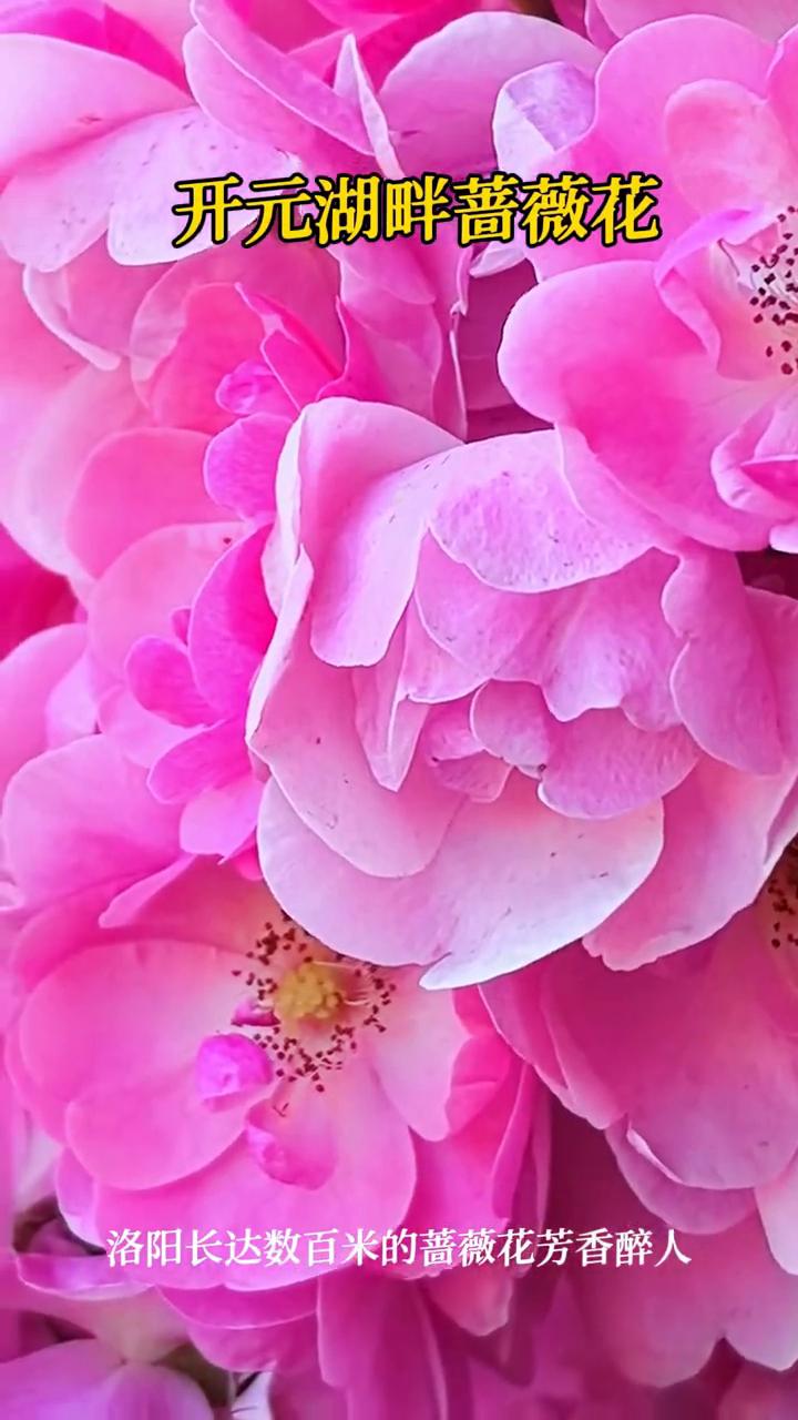开元湖畔蔷薇花。
洛阳长达数百米的蔷薇花芳香醉人，特别美。开元湖畔的蔷薇花开的非
