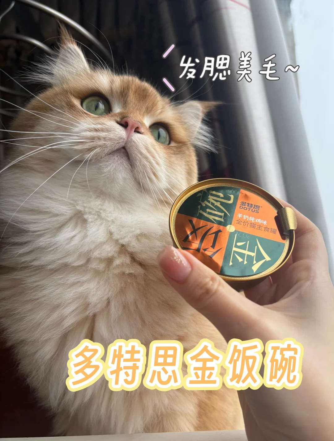🐱玻璃胃小猫的“金饭碗”！🥛