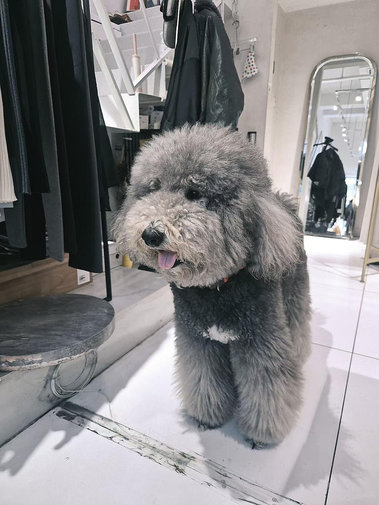 萌宠探店记：毛茸茸的狗狗在时尚店内探秘！🐾👗