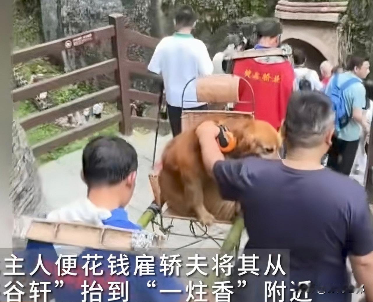 主人徒步跟随这个五一发生了很多奇怪的事情，一对游客带着自己的爱犬去爬山，狗爬累了