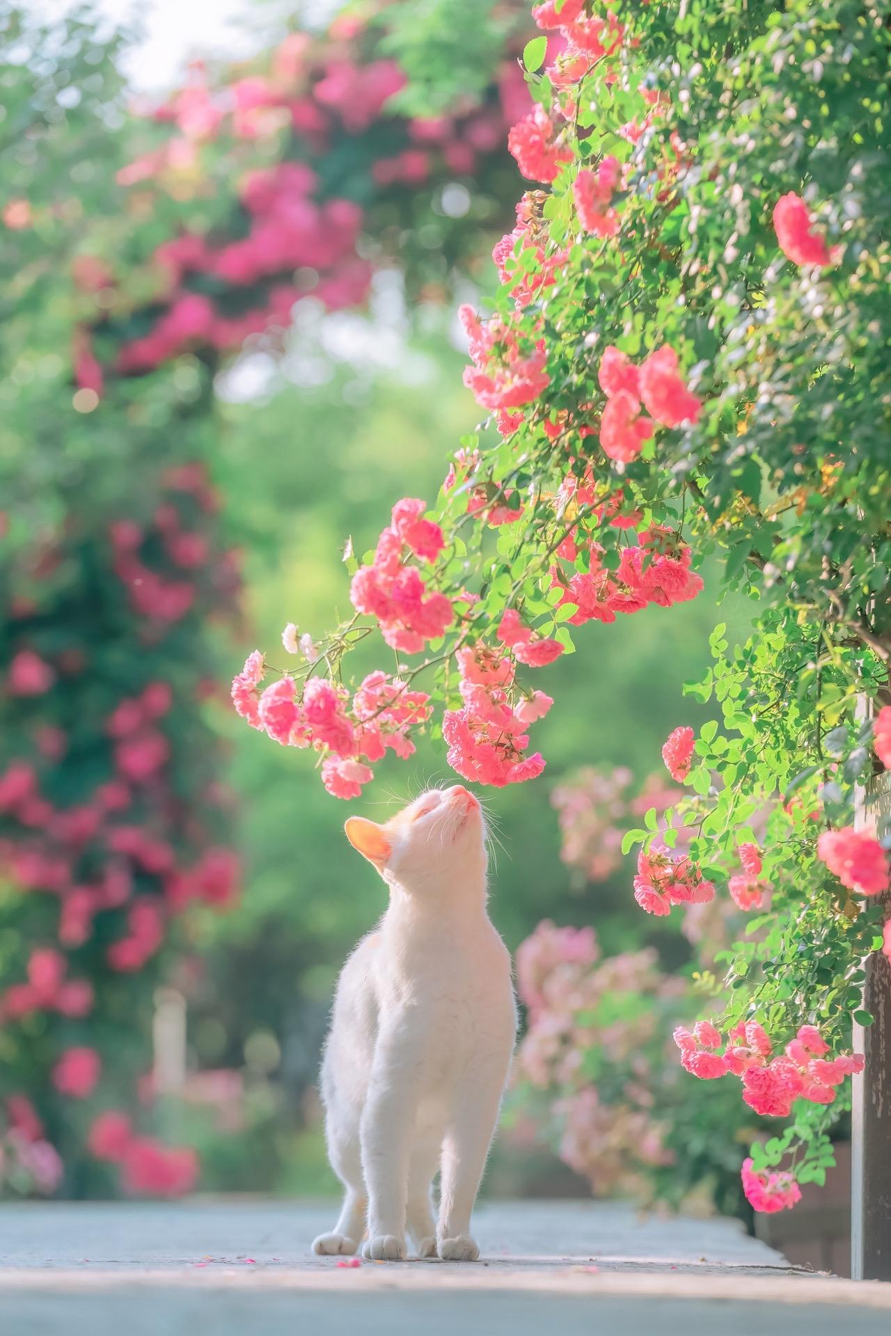 得意之作｜这些年我拍的夏花和猫。我拍的春花和猫系列，很多朋友都很熟悉...