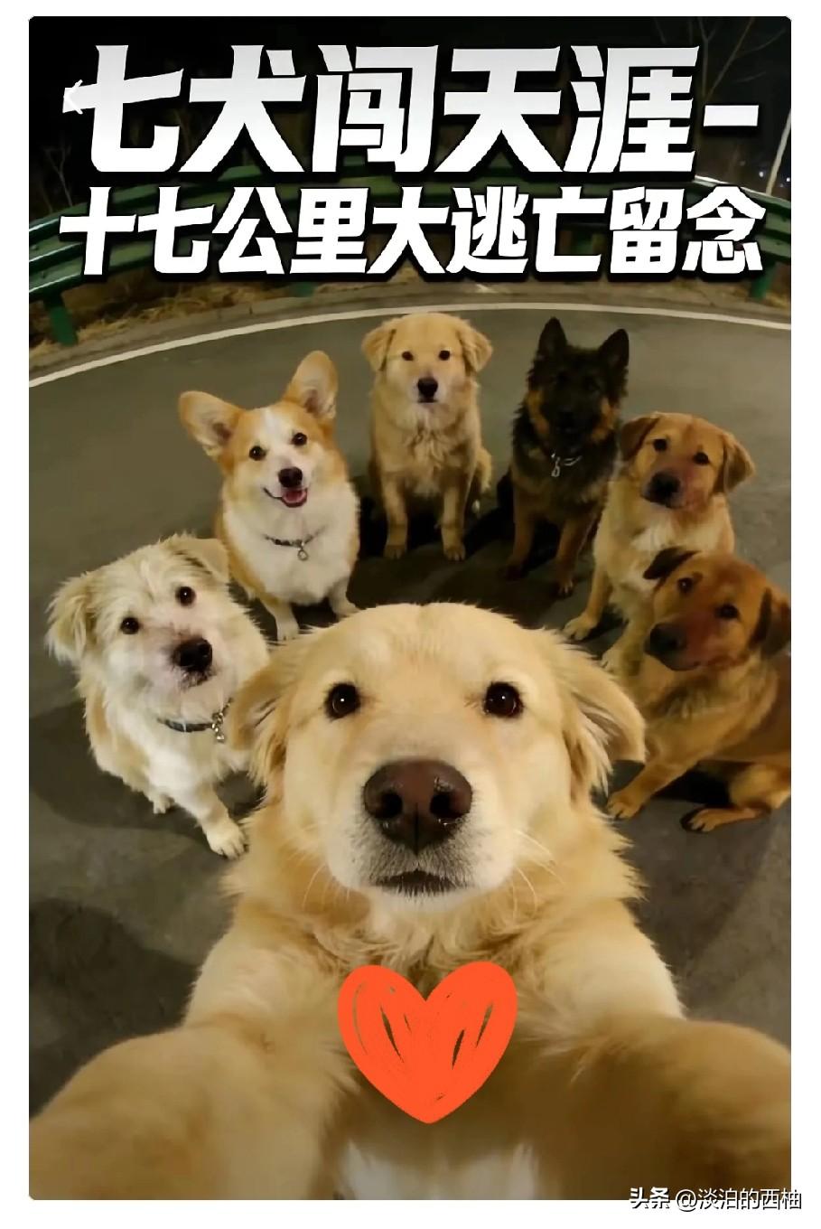 结伴走17公里回家的狗狗里，最让我感动的是那只柯基！它的名字叫大胖，在整个行程中