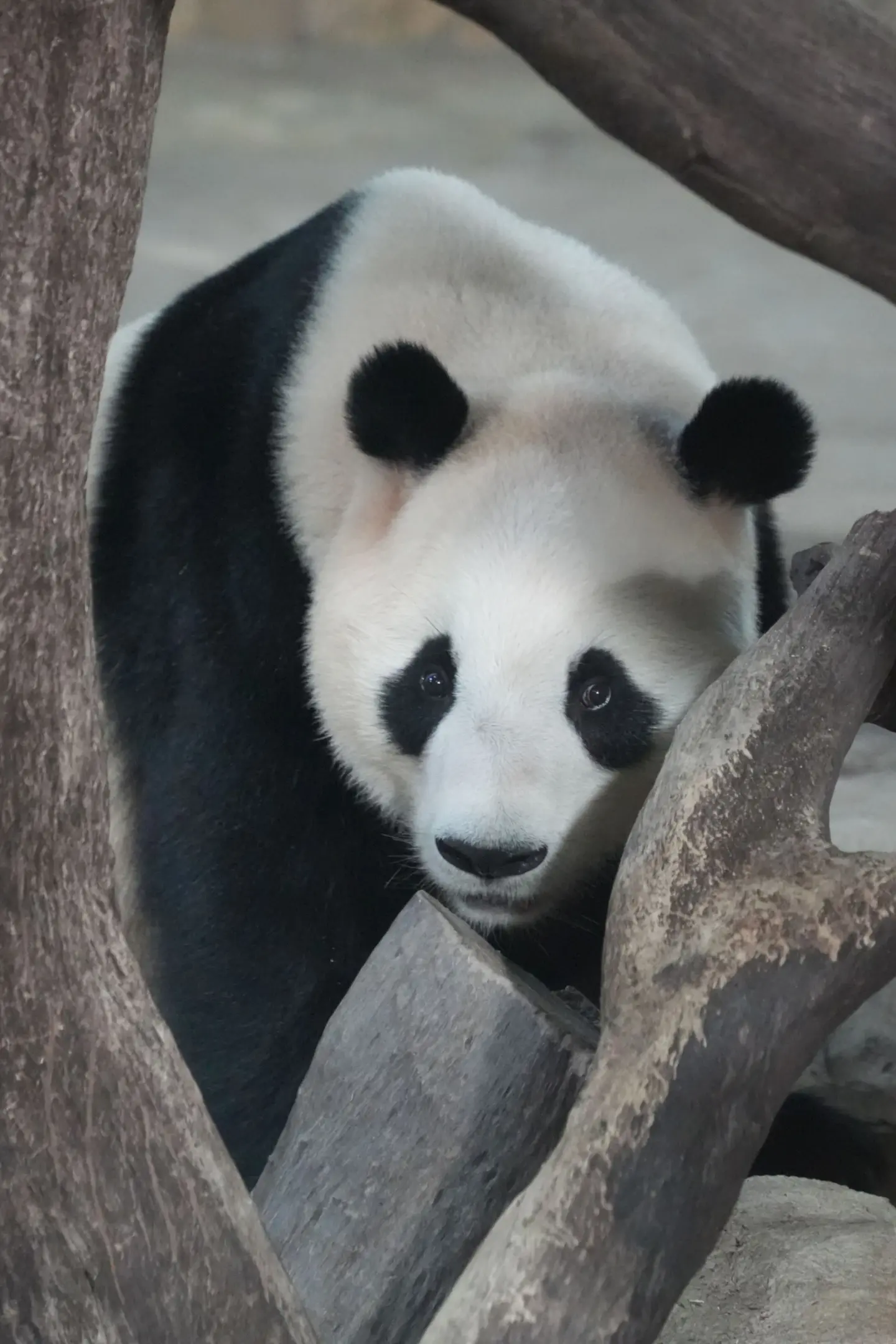 大熊猫亲亲。