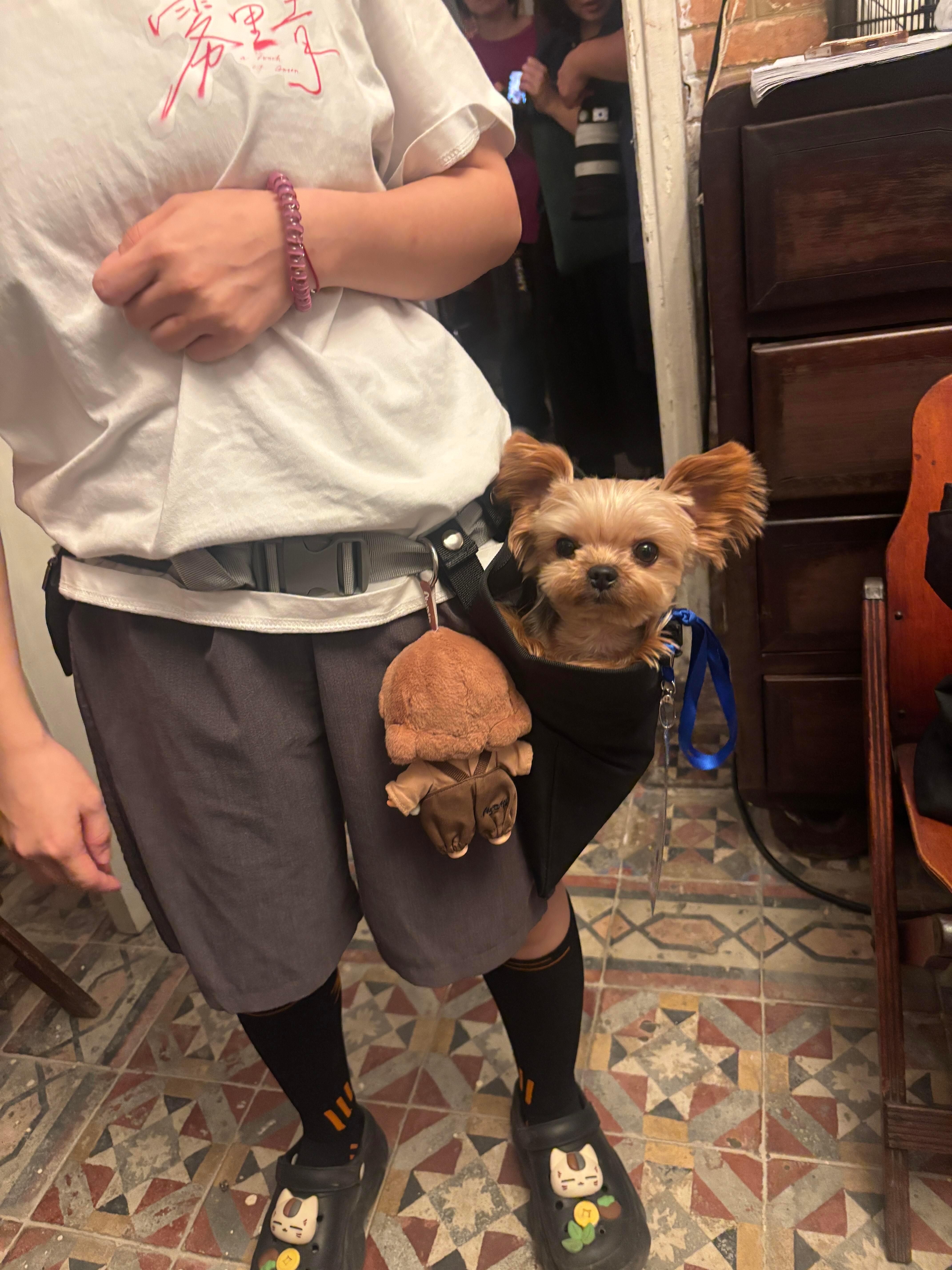 张婧仪🔖 仪则剪报 2026年6月7日「随手揣兜，出门就走带狗狗去逛街小狗社会