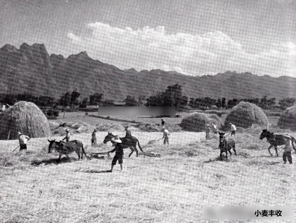 1957年新闻照片-小麦丰收