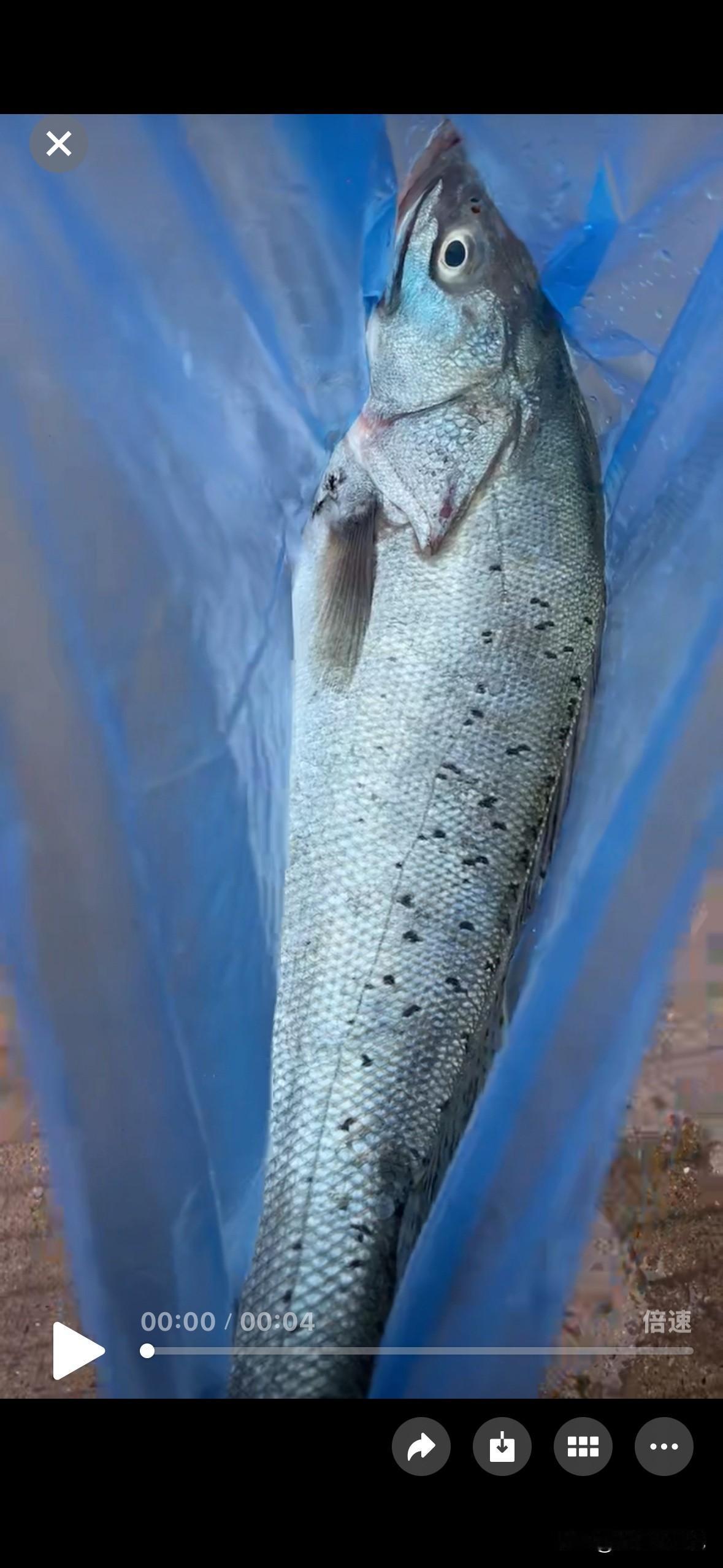 能吃呀，里面都是鱼籽，怎么不能吃呢。