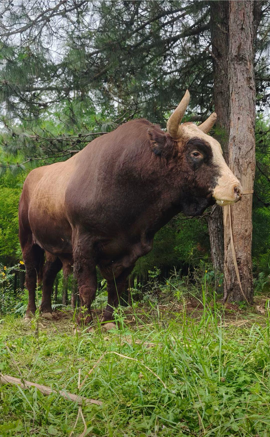 新时金刚V S飞来寺白脸。长毛的东西不好说，打了才知道