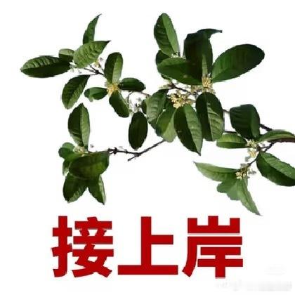 你能接受付费服务背后是免费AI吗9成高报师用AI给考生报志愿 以前报志愿最大的问
