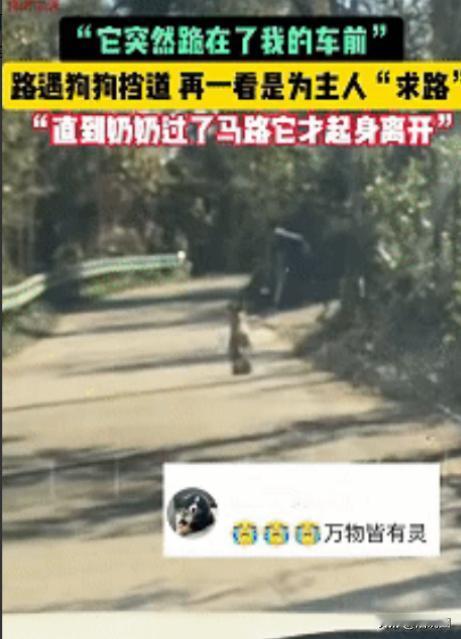 科学也解释不清了！近日安徽广德，女子跟老公开车回家时在路上遇见了一只双腿站立行走