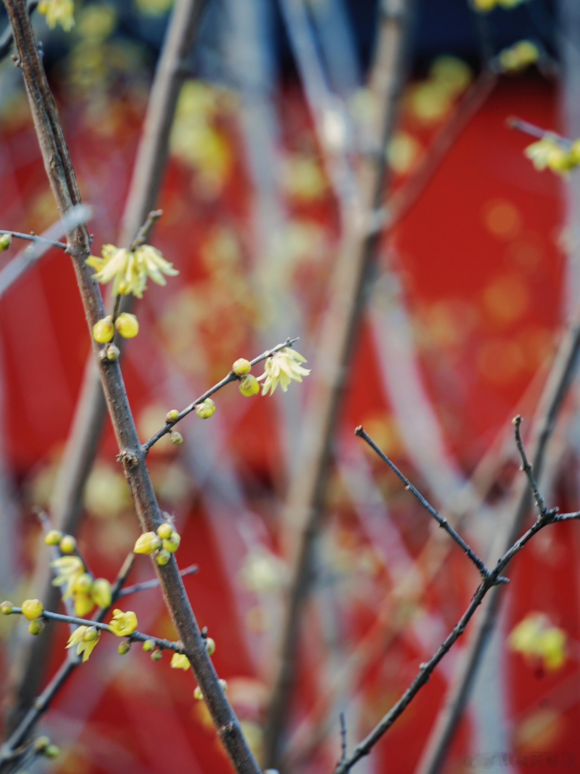 【合肥包公园的红墙腊梅冠绝全城】岁末逛合肥包公园，被红墙腊梅狠狠惊艳！寒风中傲然