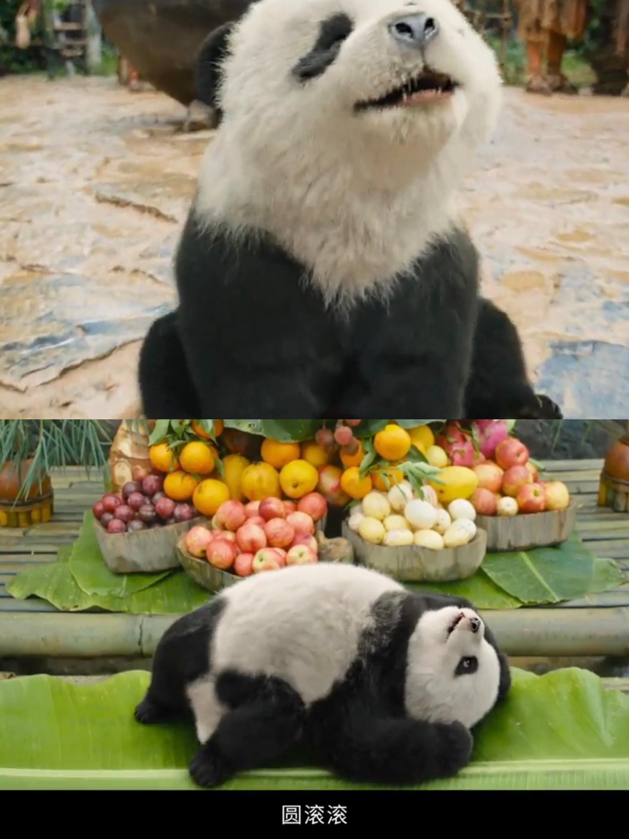 熊猫计划属于童心未泯的你我   陪孩子看《熊猫计划之部落奇遇记》，自己也被带回了