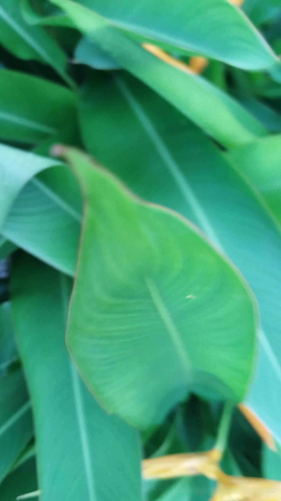 漫步在这幽静的小道上，每一片绿叶都像是大自然精心雕琢的艺术品。瞧那叶片上清晰的脉