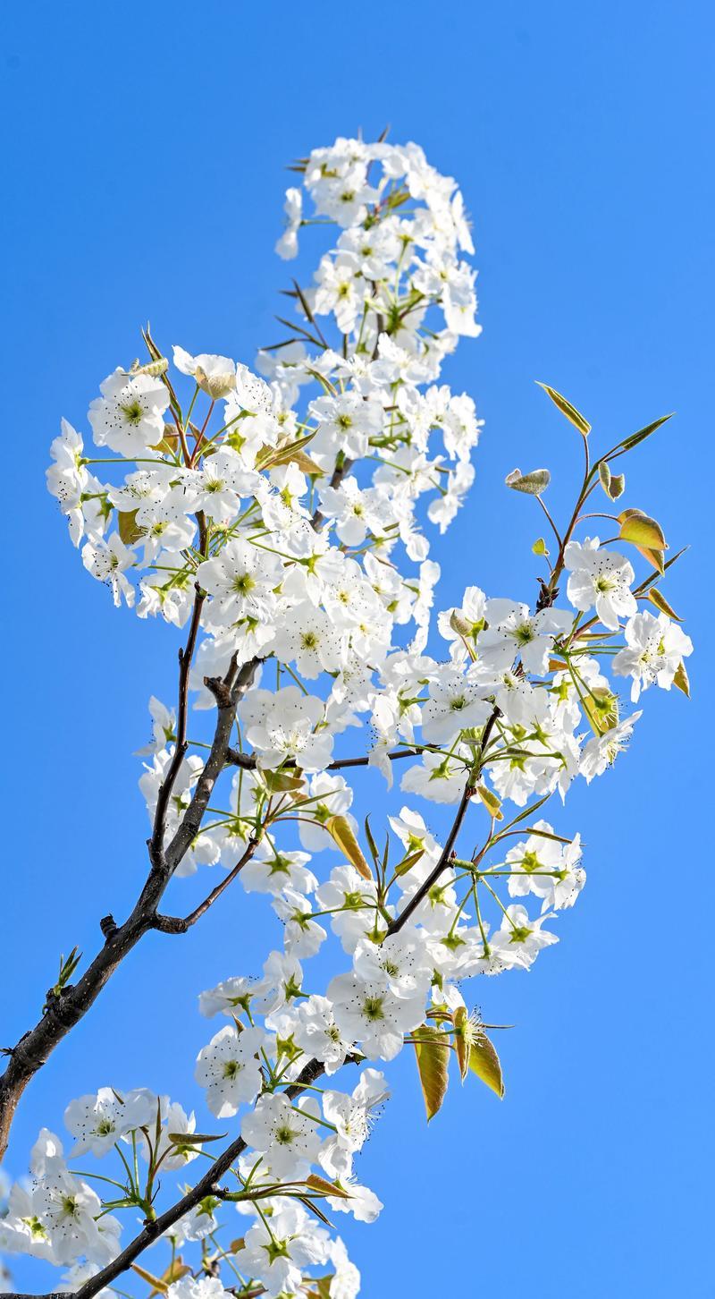 养眼的花朵图片分享梨花朵朵开