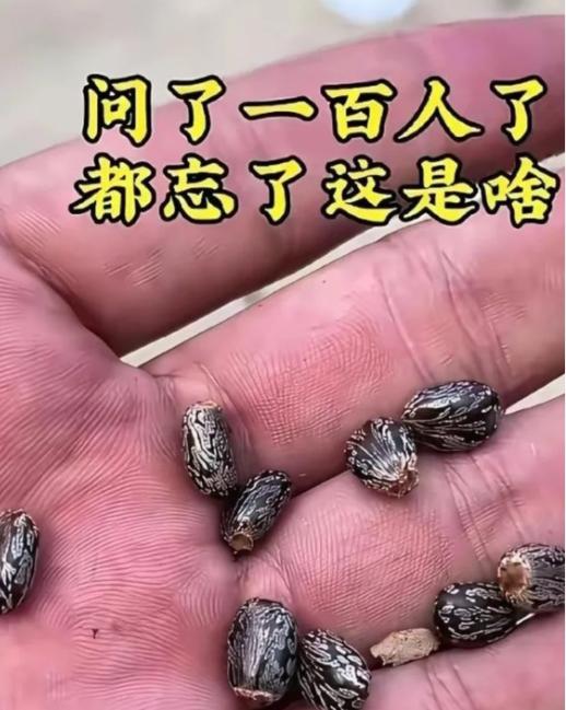 见过这花纹种子的人都上年纪了，问遍百人竟无一人说清名字。
这几颗表面布满花纹的籽