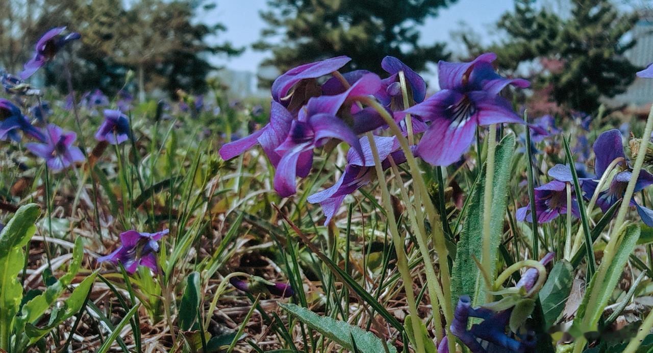 小小紫丁花，放大镜头下。