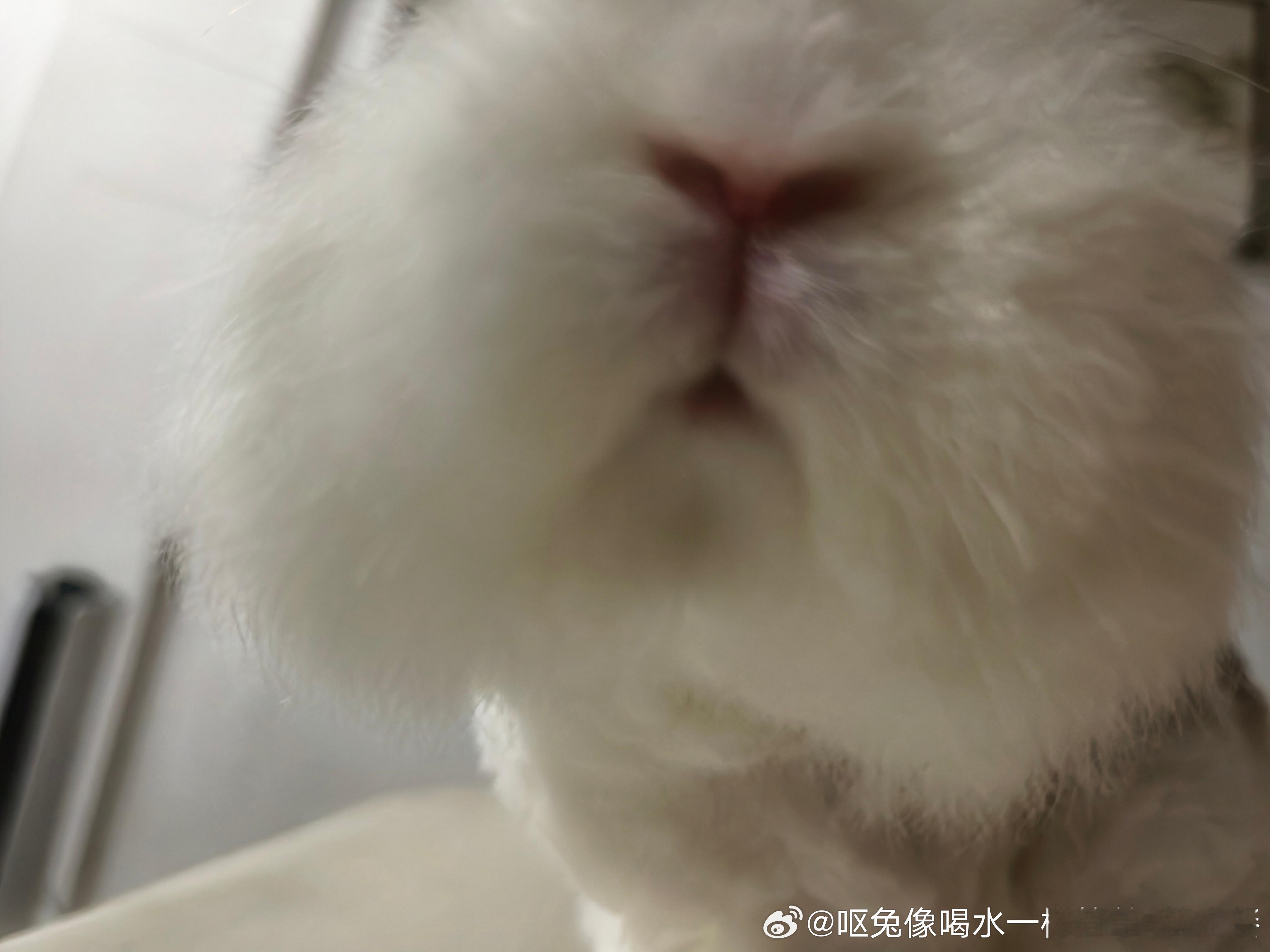 13636🐇【嘴子已更新】 