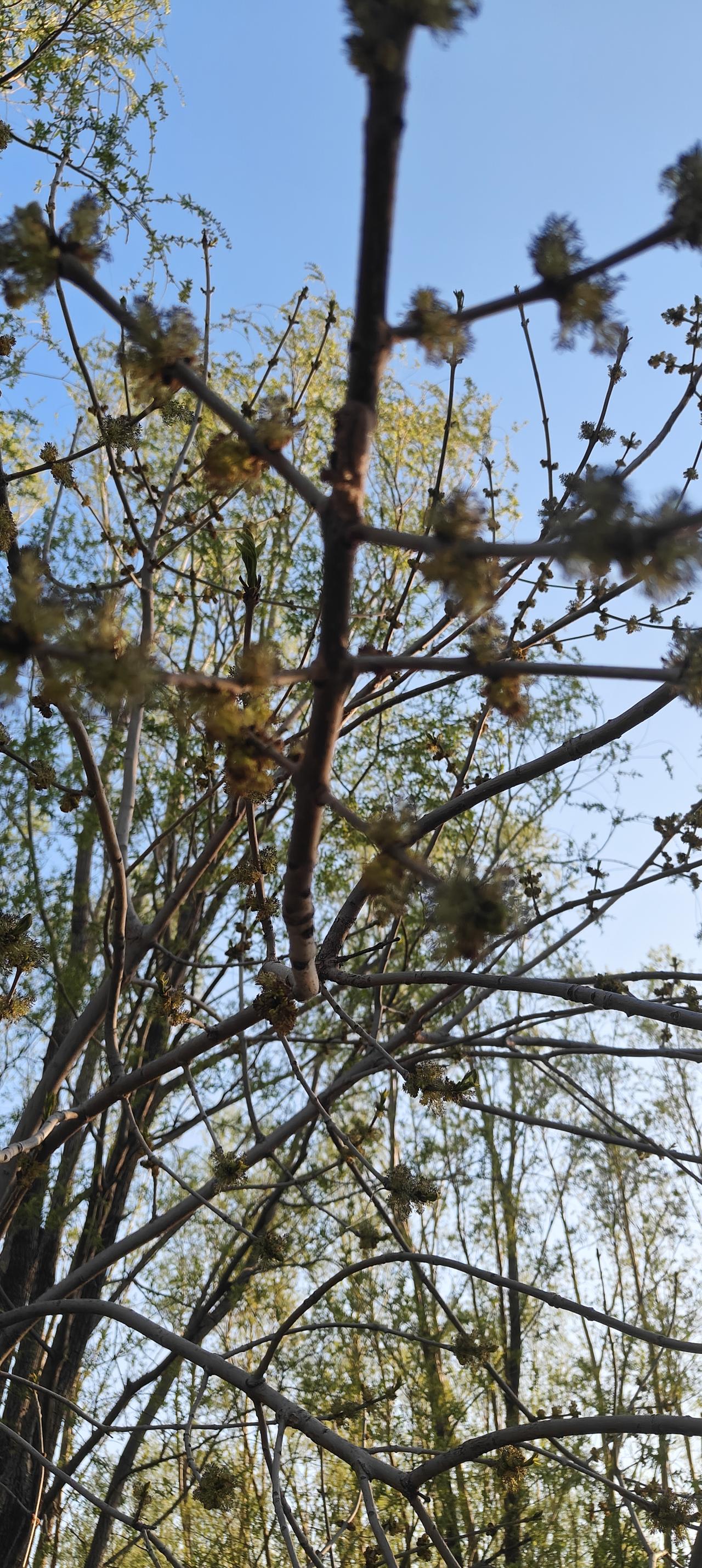 春天的萌芽含苞待放！