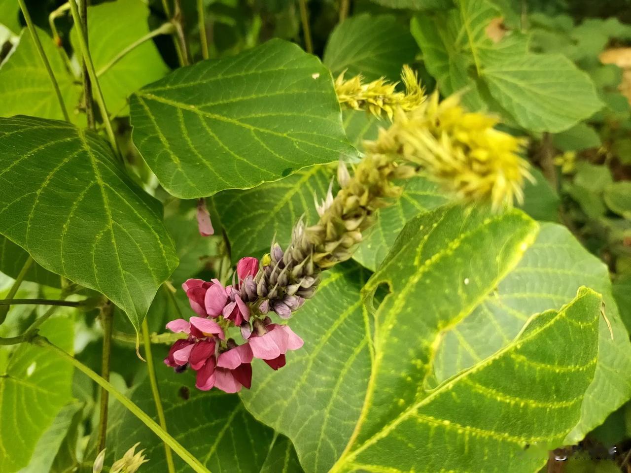 随手拍的花分享这是啥花呢？挺奇特的，像一种药材的花，公园里发现的