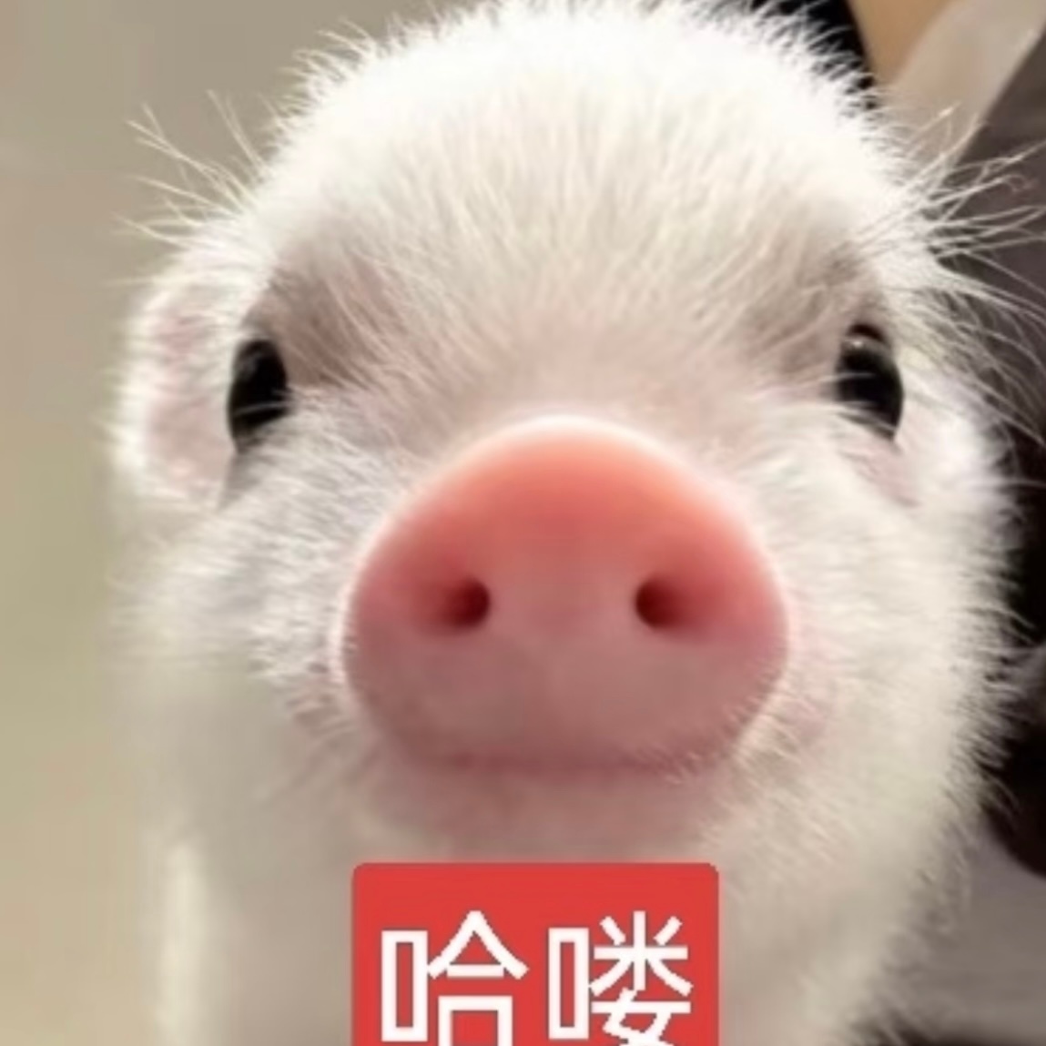 以后睡觉我将严肃的将头发用真丝大肠发圈绑起！因为我今天早晨梳头发发现今天掉的头发