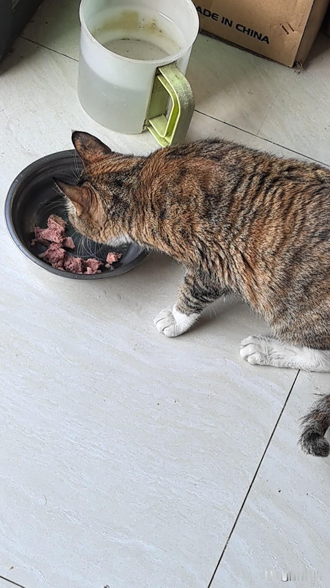 烦死我了，
这只病猫没办法它了，
一个口炎输液打针整了近2000块了，医生说还是