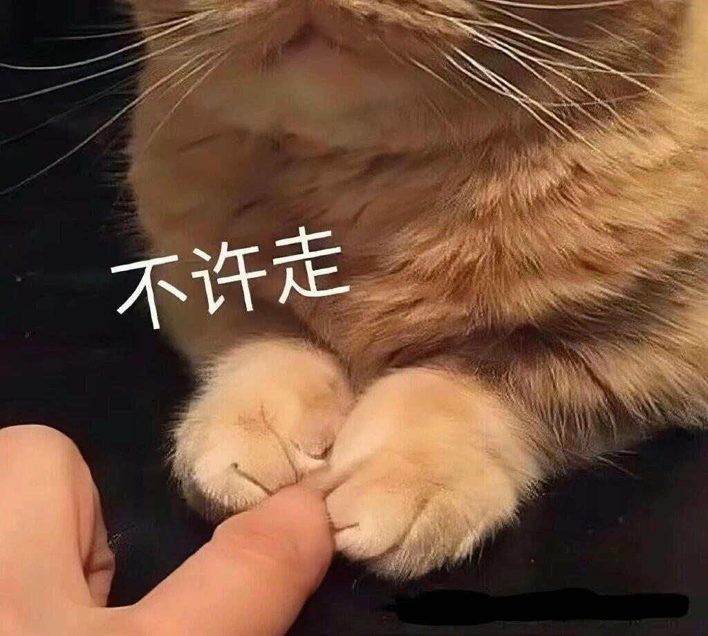 猫猫表情包❕拿去和男朋友用❕ 