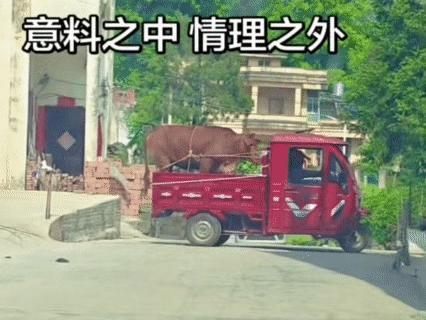 用三轮拉牛，一看就没有生活经验。

骑着牛，或者把牛用绳子系在车后面，牛就会跟着