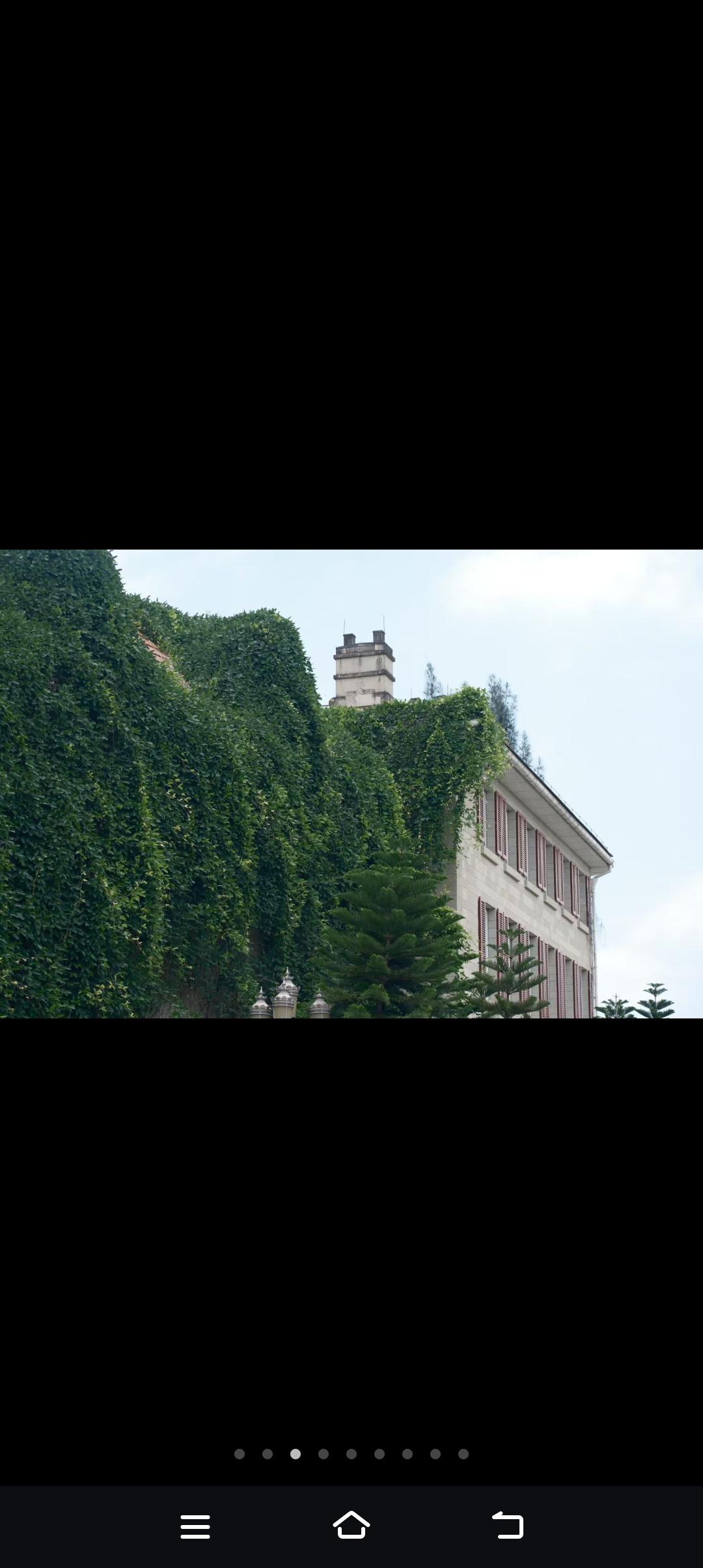 早上看到绿油油的爬山虎特别的治愈。围墙爬满了爬山虎，叶片挨挨挤挤，绿得发亮。微风