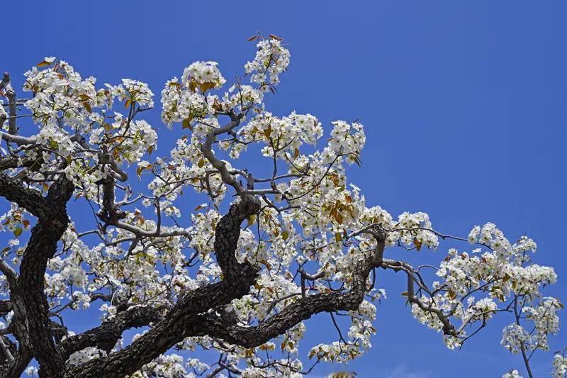 梨花主要颜色是白色，花瓣洁白如雪，花蕊通常呈紫红色。
在五华区西翥街道陡普鲁社区