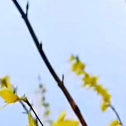 1300连翘1. 栽培方式：原生山野土质即可，耐贫瘠耐盐碱；落叶丛生灌木，主根粗